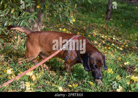 sniffer dog on a leash searching the track Stock Photo