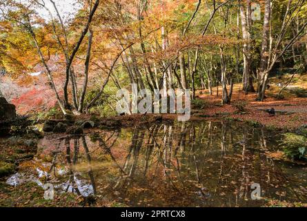 Beautiful autumn colored leaves garden in Daigo-ji temple, Kyoto, Japan Stock Photo