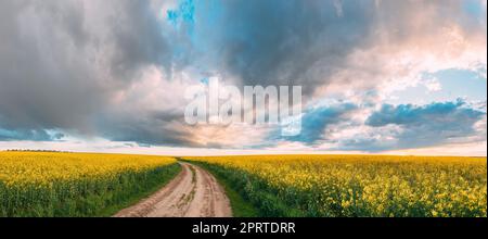 Elevated View Dramatic Sky With Fluffy Clouds On Horizon Above Rural Landscape Blooming Canola Colza Flowers Rapeseed Field. Country Road. Spring Field Agricultural Landscape Stock Photo