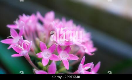 Red flower with beautiful petals individually depicted on a flower meadow. Stock Photo