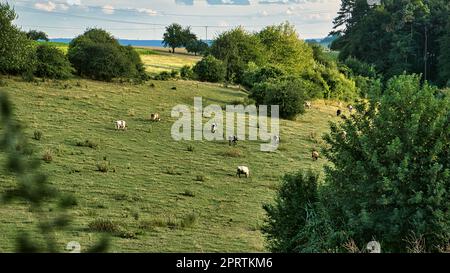 a herd of brown cows lying in the grass Stock Photo - Alamy