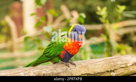 Lorikeet also called Lori for short, are parrot-like birds in colorful plumage Stock Photo