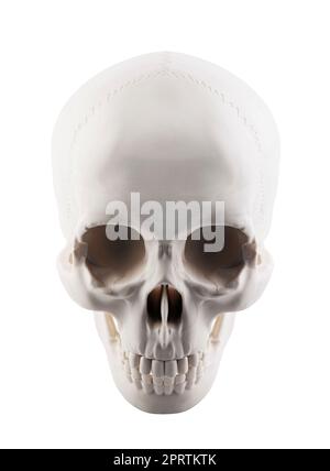Human skull isolated on white background with clipping path Stock Photo