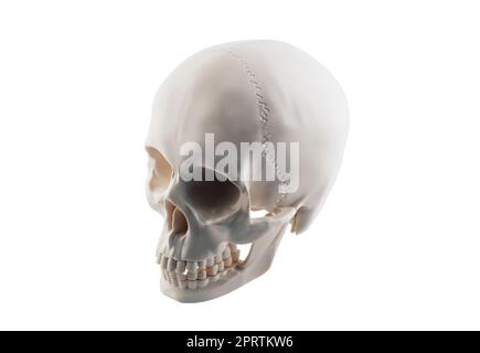 Human skull isolated on white background with clipping path Stock Photo