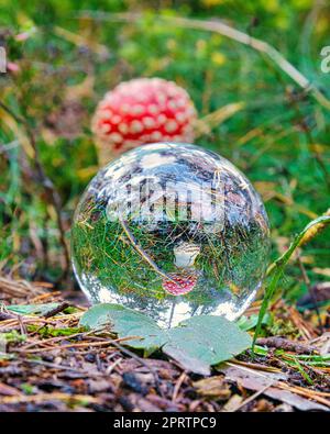 fly garlic in the forest seen through a glass ball Stock Photo