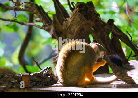 Squirrel monkey sitting on a platform and taking food. On a tree wrapped in leaves Stock Photo