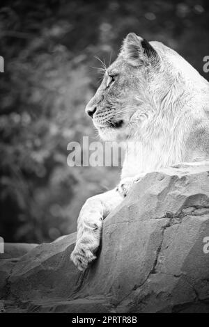 Lioness in white with lying on a rock. Relaxed predator. Animal photo of big cat Stock Photo