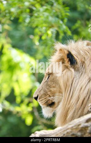 Lion with beautiful mane lying on a rock. Relaxed predator. Animal photo big cat. Stock Photo