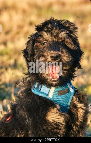 goldendoodle puppy in color black and tan. Hybrid dog from golden retriever and poodle. Stock Photo