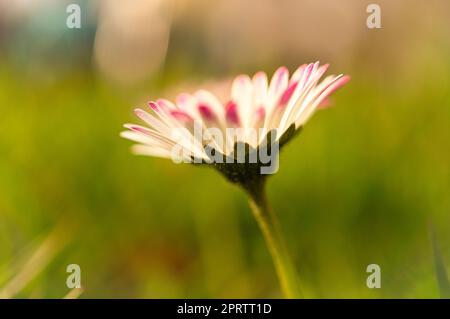 Daisy with lots of bokeh on a meadow. bright out of focus on the flower. Stock Photo