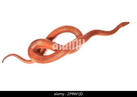 rainbow boa snake isolated on the white background Stock Photo