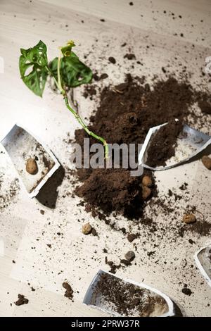 Broken flower pot, damaged houseplant and dirt on the laminate floor in bedroom Stock Photo