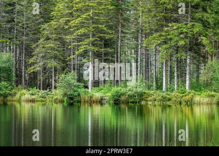 Pine tree reflections at Lochan near Glencoe in the Highlands of Scotland, UK Stock Photo