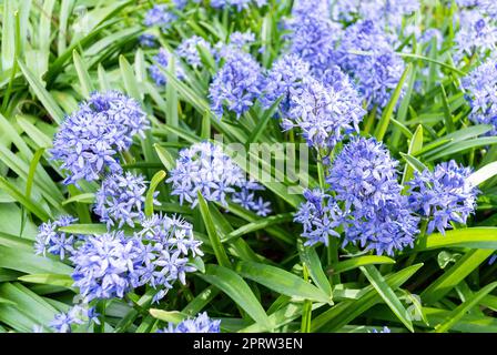 The blue flowers of Hyacinthoides italica Stock Photo