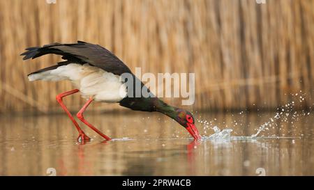 Black stork fishing in water next to reeds in autumn Stock Photo