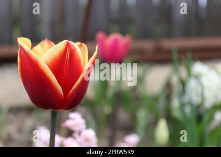 Thread of a mixed-color tulip. This tulip has both yellow and red patterns on it Stock Photo