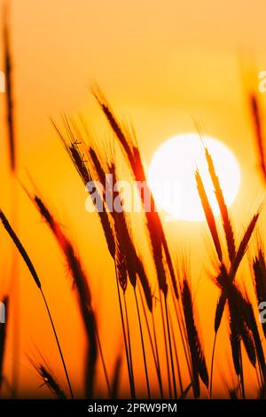 Summer Sun Shining Through Young Yellow Wheat Sprouts. Wheat Field In Sunset Sunrise Sun. Close up. Stock Photo