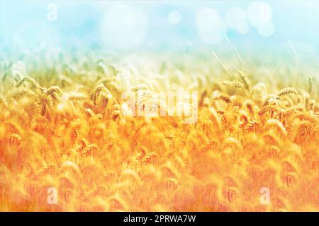 Natures ripe harvest - Wheat. Ripe wheat - ready for harvesting. Stock Photo