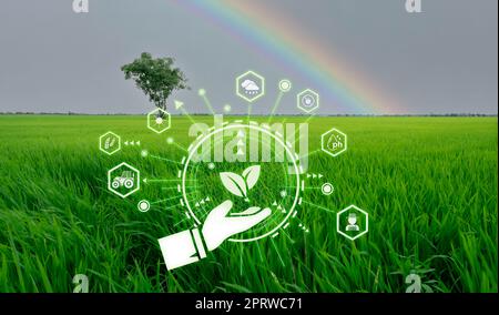 Smart agriculture with modern technology concept. Landscape of green rice farm field, rainbow, and icon of smart farming concept. Sustainable agriculture. Precision agriculture. Climate monitoring. Stock Photo