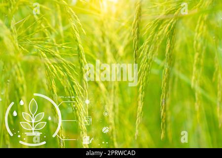 Smart agriculture with modern technology concept. Ears of rice in rice farm field and icon of smart farming. Sustainable agriculture. Precision agriculture. Climate monitoring. Farm management system. Stock Photo