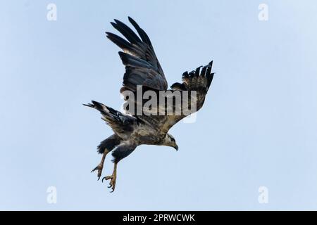 An immature Chaco Eagle Buteogallus coronatus taking flight in