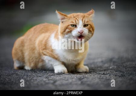 Adult red cat white cat sits on the street Stock Photo