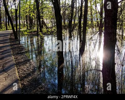 A huge puddle in the park among the trees, on a sunny day Stock Photo