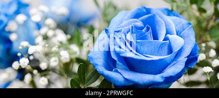 banner with close-up bright blue roses bouquet with gypsophila on green abstract background. Soft focus, macro Stock Photo