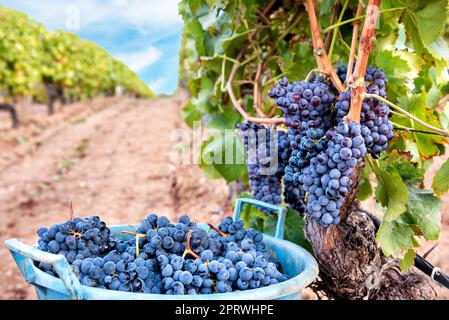 Cannonau grape harvest. Baskets with grapes harvested between the rows of the vineyard. Agriculture. Stock Photo