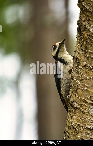 Great spotted woodpecker foraging in the forest on a tree with blurred background Stock Photo