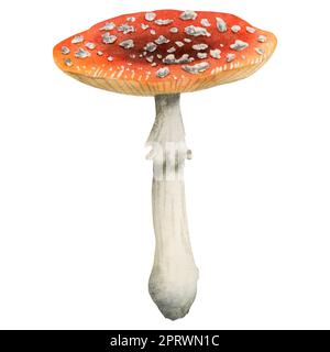 Redcap fly agaric illustration isolated on white background. Hand drawn red poisonous mushroom with dots on grey stipe. Woodland dangerous plant Stock Photo