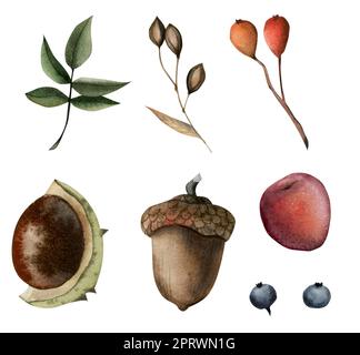 Watercolor woodland chestnut, acorn, berries leaves, seeds illustration bundle elements. Fall hand drawn forest clipart isolated on white background. Stock Photo