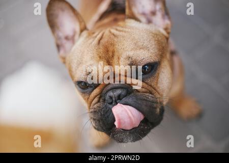 Cute dog looking at ice cream with desire and licking it's lips. Funny French bulldog asking for a treat Stock Photo
