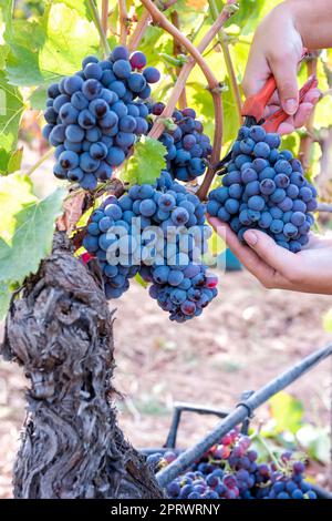 Cannonau grape harvest. Manual harvesting of grapes. Agriculture. Stock Photo