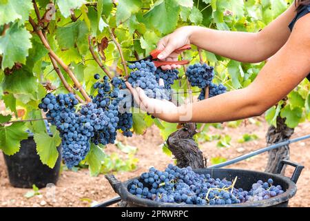 Cannonau grape harvest. Manual harvesting of grapes. Agriculture. Stock Photo