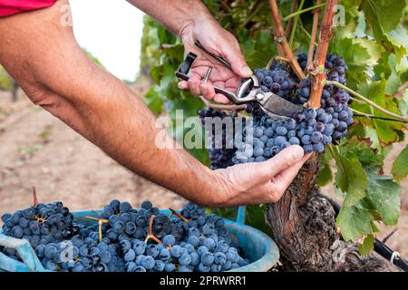 Cannonau grape harvest. Manual harvesting of grapes. Agriculture. Stock Photo