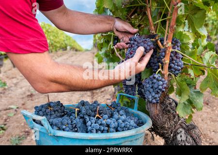 Cannonau grape harvest. Manual harvesting of grapes. Agriculture. Stock Photo