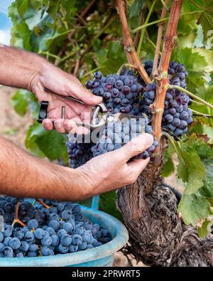 Cannonau grape harvest. Manual harvesting of grapes. Agriculture. Stock Photo