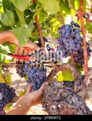 Cannonau grape harvest. Manual harvesting of grapes. Agriculture. Stock Photo