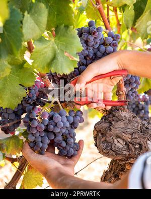 Cannonau grape harvest. Manual harvesting of grapes. Agriculture. Stock Photo