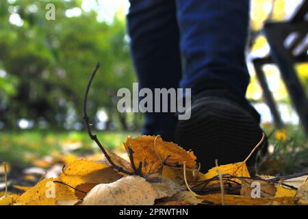 Women's legs in blue jeans and black sneakers against the background of autumn yellow-orange leaves. Blurred background Stock Photo