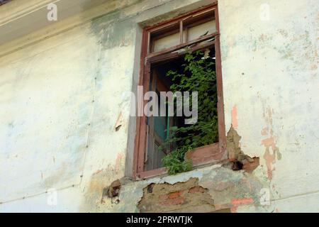 A green tree in a broken window growing inside a ruined building Stock Photo