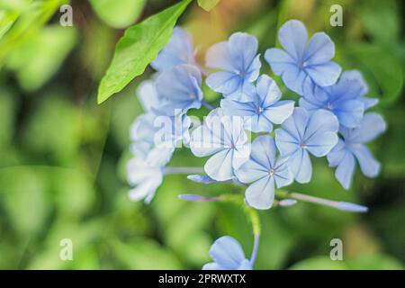 Closeup on blue cape plumbago auriculata flower. Plumbagidium auriculatum. Lam flower. Blue flower. Stock Photo