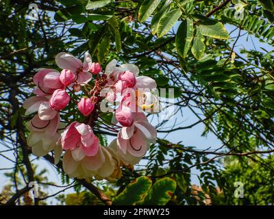 blossom from a silk tree in the garden on vacation Stock Photo