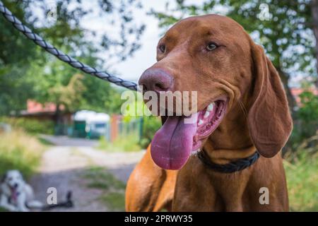 portrait of a vizla on a leash Stock Photo