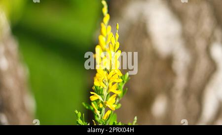 yellow broom flower on broom bush. Close up of a plant. Flower from the garden. Stock Photo