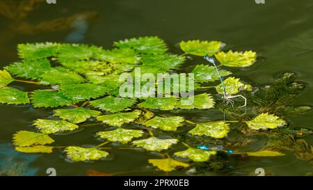 the eatable water chestnuts in the danube delta in romania Stock Photo