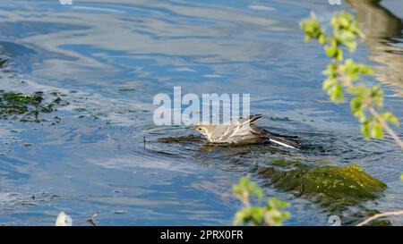A white wagtail in the danube delta in romania Stock Photo