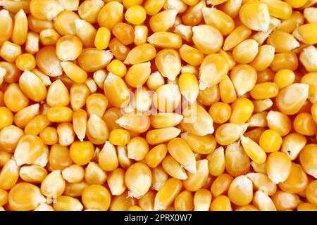 Top view of bright yellow and orange dried corn seeds texture close up. Stock Photo