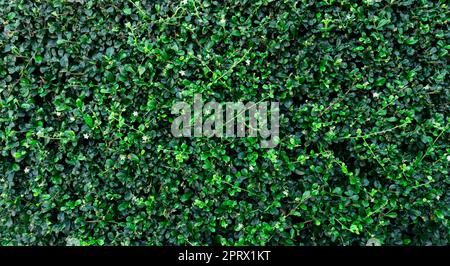 Small green leaves in hedge wall texture background. Closeup green hedge plant in garden. Eco evergreen hedge wall. Natural backdrop. Beauty in nature. Green leaves with natural pattern wallpaper. Stock Photo